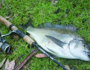 An Erskine River bream that fell to a small soft plastic lure. There are stacks of small bream in the Erskine estuary, but for persistent anglers there are some thumpers as well.